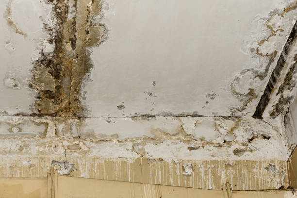 Best Asbestos and Lead Testing During Mold Inspection  in Bridgeport, PA